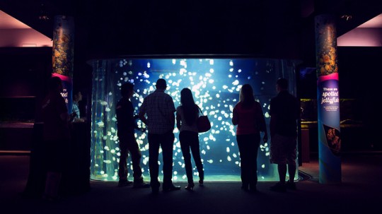 Vancouver Aquarium After Hours