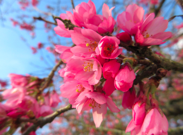 cherryblossoms